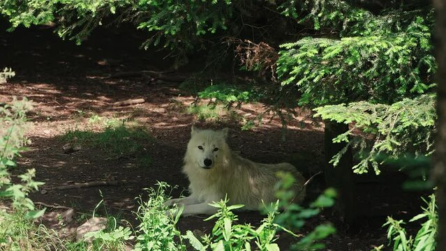 Arctic wolf (Canis lupus arctos)