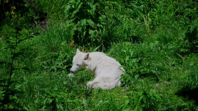 Arctic wolf (Canis lupus arctos)