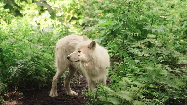 Arctic wolf (Canis lupus arctos)