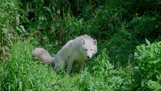 Arctic wolf (Canis lupus arctos)