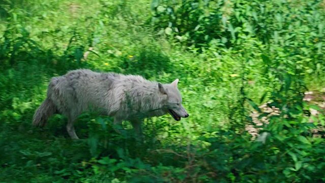 Arctic wolf (Canis lupus arctos)