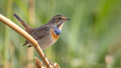 Bird photographs i took in Türkiye. İn their wild life habitat.