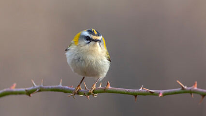 Bird photographs i took in Türkiye. İn their wild life habitat.