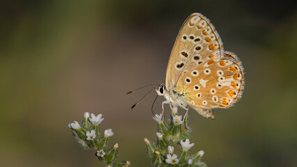 Bird photographs i took in Türkiye. İn their wild life habitat.