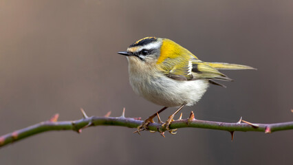 Bird photographs i took in Türkiye. İn their wild life habitat.