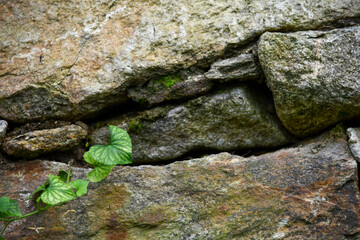 Obraz premium 돌틈에서 자라는 하트 모양의 식물