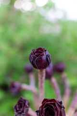 Vibrant purple succulent, a mesmerizing burst of color in nature's palette.