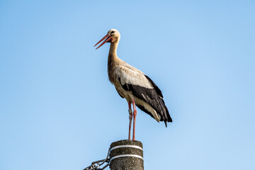 Beautiful white stork (Ciconia ciconia) on a background of blue sky. Adult stork standing on a light pole. Free text space.