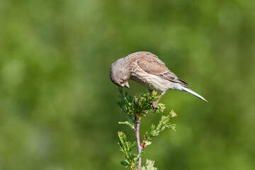 Bluthänfling (Linaria cannabina) Weibchen	