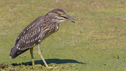 Night Heron. I took this beautiful bird in Tokat city in Türkiye.