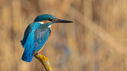 Bird photographs i took in Türkiye. İn their wild life habitat.