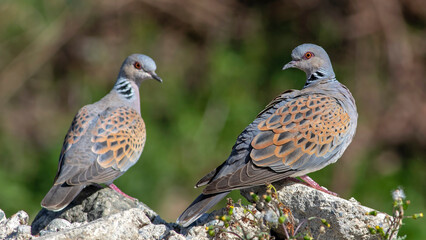 Beautifull colourful bird photographed in Türkiye.
