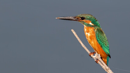 Beautifull colourful bird photographed in Türkiye.