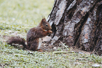 Portrait d'un écureuil aux poils roux en train de manger une graine