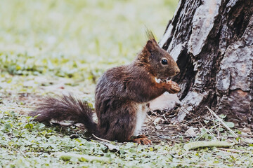 Naklejka na ściany i meble Portrait d'un écureuil aux poils roux en train de manger une graine