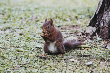 Portrait d'un écureuil aux poils roux en train de manger une graine
