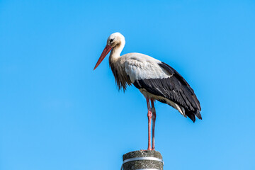 Beautiful white stork (Ciconia ciconia) on a background of blue sky. Adult stork standing on a light pole. Free text space.