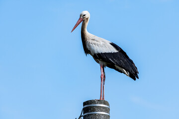 Beautiful white stork (Ciconia ciconia) on a background of blue sky. Adult stork standing on a light pole. Free text space.