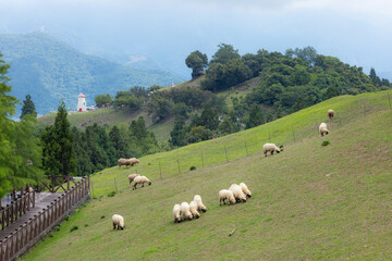 Sheep Roaming On The Grassland in Cingjing farm of Nantou in Taiwan