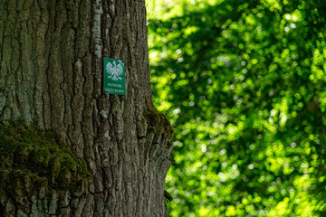 Close-up of the bark of a tree with a badge bearing the emblem of Poland and an inscription - Nature Monument.