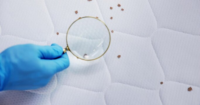 Bed Bug Infestation And Treatment Service