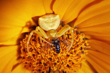 Goldenrod catches wild bee. Floral crab spider eats captured insect inside of the yellow gerbera flower.  - 635434431