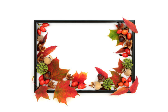 Autumn Fall and Thanksgiving harvest festival background nature border with nuts, berry fruit seed heads. On white background. Vivid design for card, label, gift tag.
