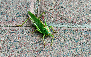 lonely grasshopper on a patio floor