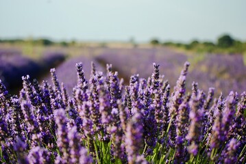 Obraz premium lavender field region
