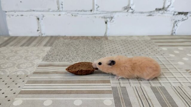 Syrian hamster finds a piece of bread and eats it, video