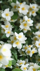 Fototapeta na wymiar White-green floral background.