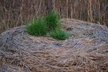 fresh green grass grow on yester year hay bale