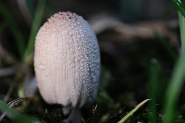 Mushroom Coprinellus domesticus commonly known as firerug inkcap in moss and green blurred background - nature detail