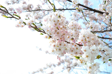 Japanese cherry blossoms in full bloom in spring
