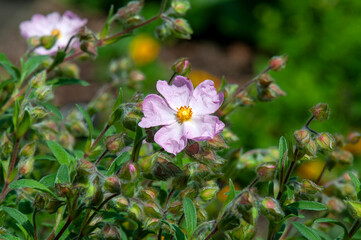 Sydney Australia, cistus albidus or grey-leaved cistus is native to south-western Europe and western north Africa