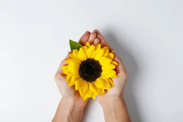 Rolgordijnen Cropped shot of young woman holding a single beautiful blossoming sunflower isolated on white background. Close up, copy space, top view. © Evrymmnt