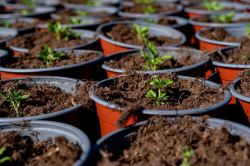 Growing seedlings in peat pots. Small sprouts in flower pots
