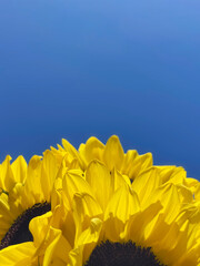 Macro shot of blooming yellow sunflower over the clear blue sky background. Symbolic high colored image. Close up, copy space for text.