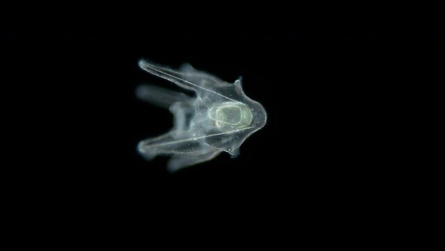 Larvae sea urchin Strongylocentrotus pallidus under microscope, phylum Echinodermata. Arm pluteus stagee. White sea