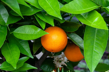 Sydney Australia, ripe orange on citrus tree