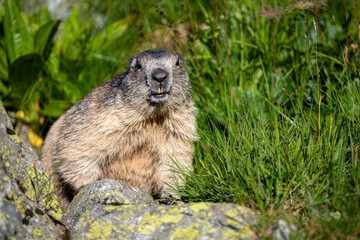 Tatra Alpine Marmot, Marmota marmota latirostris. The Tatra Mountains.
