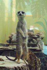 Meerkat stands in sentinel pose on a wooden stump