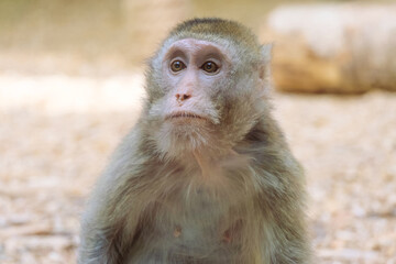 Portrait of rhesus macaque. Monkey stares intently to side.