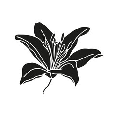 Lily flower hand drawn design,isolate on white background