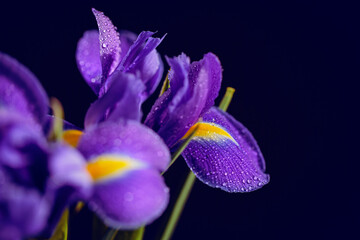 Close up photo of iris flower with macro detail. Beautiful purple flower with water drops on petals on dark blurred background. Shallow depth of field. Space for text