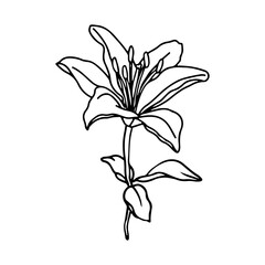 Lily flower hand drawn design,isolate on white background