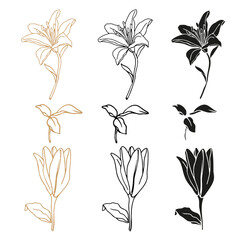 Lily flower hand drawn ink set for design of logo or tattoo,isolate on white background