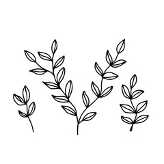 Hand drawn leaves, floral elements isolate on white background