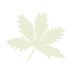 Hand drawn leaves, floral elements isolate on white background