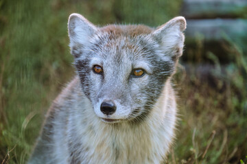 Portrait of arctic fox puppy. Small grey arctic fox stares intently to side. Wool in summer dark seasonal color.